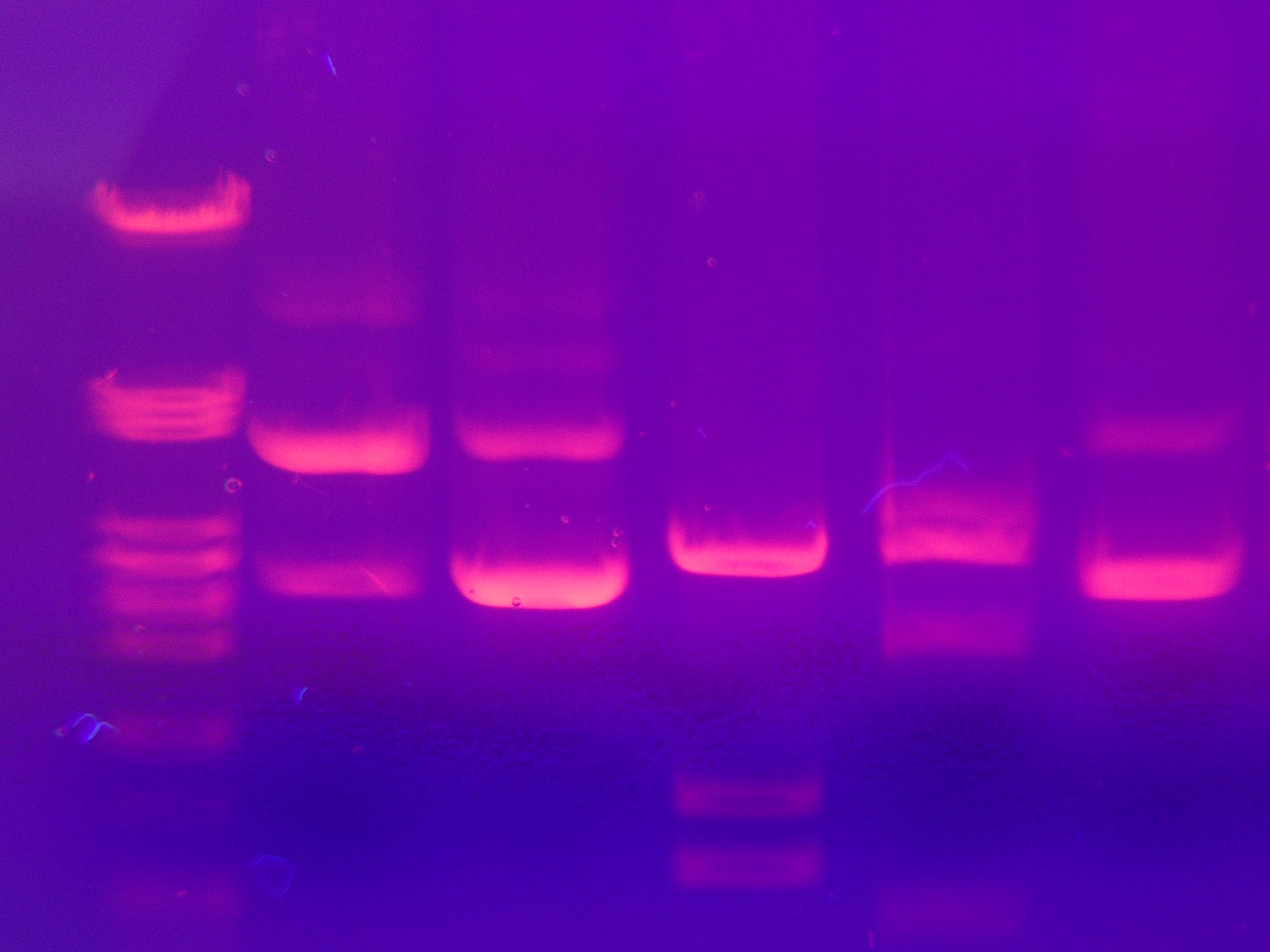 Grote foto van DNA-gel bij gel-electroforese