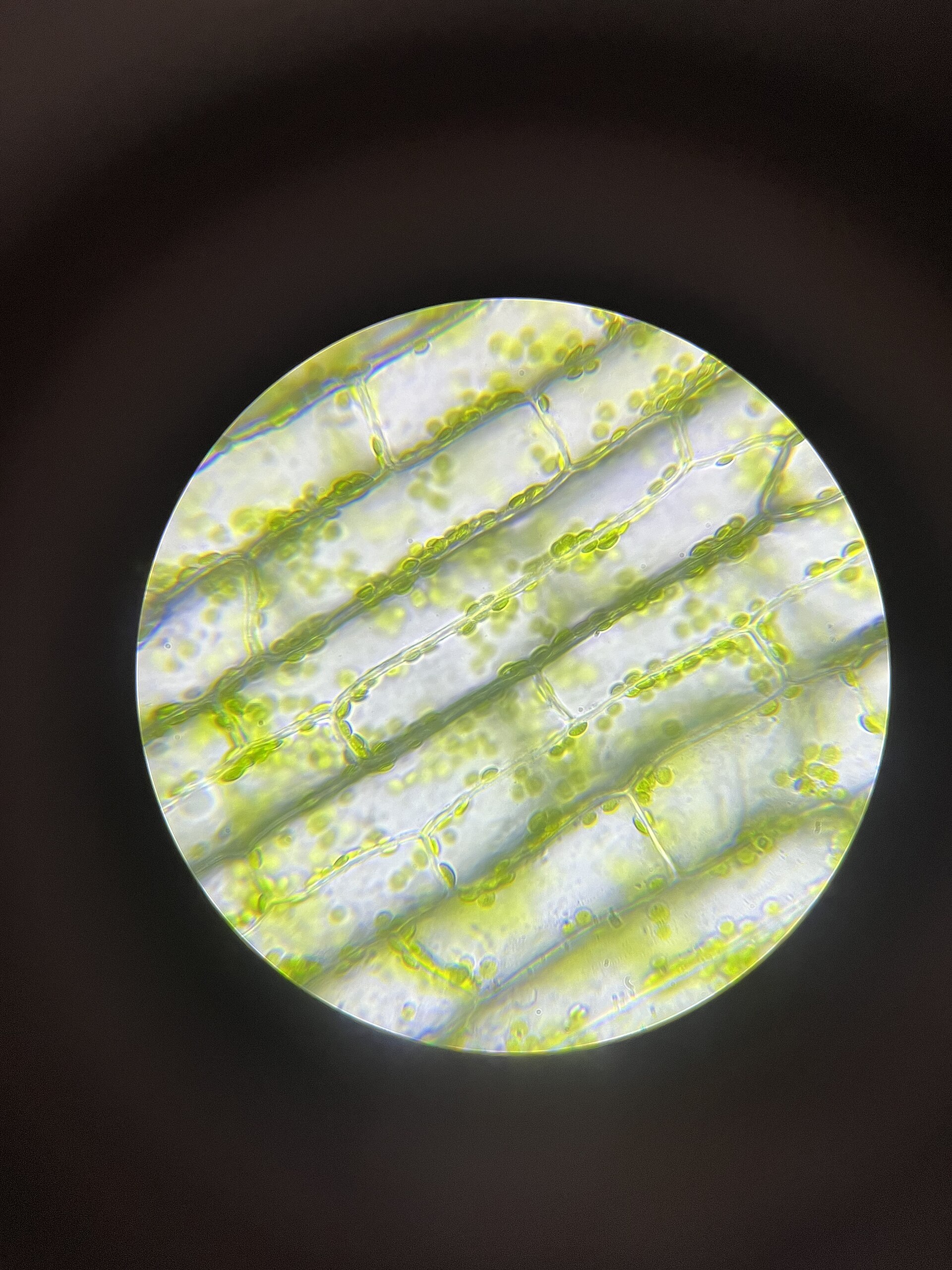 Grote foto van plantencellen onder een microscoop
